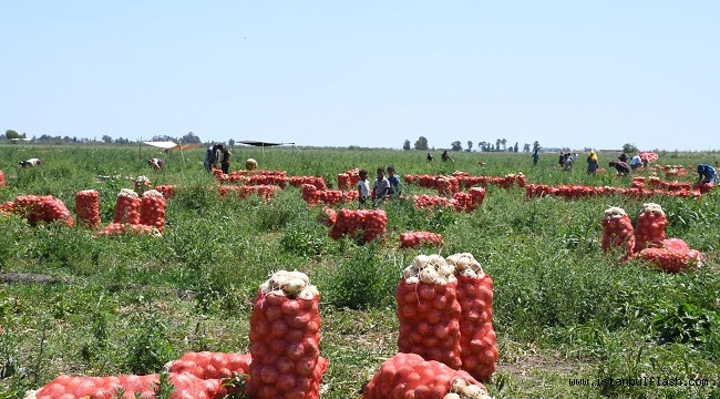 Yılların klasiği " Soğan tarlada kaldı"