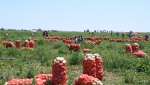 Yılların klasiği " Soğan tarlada kaldı"