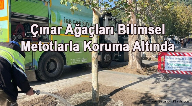 Çınar Ağaçları Bilimsel Metotlarla Koruma Altında 