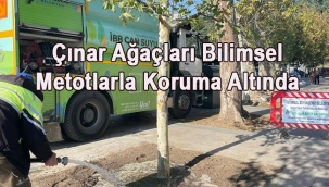 Çınar Ağaçları Bilimsel Metotlarla Koruma Altında 