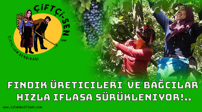 Fındık üreticileri ve bağcılar hızla iflasa sürükleniyor!..