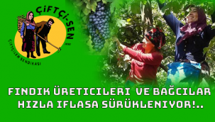 Fındık üreticileri ve bağcılar hızla iflasa sürükleniyor!..