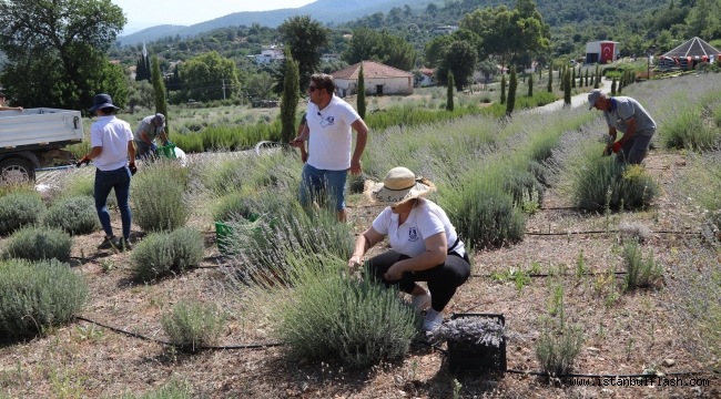 BODRUM'DA LAVANTA HASADI BAŞLADI