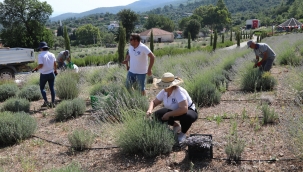 BODRUM'DA LAVANTA HASADI BAŞLADI