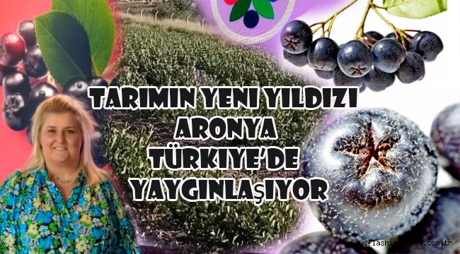 Tarımın Yeni Yıldızı Aronya Türkiye'de Yaygınlaşıyor