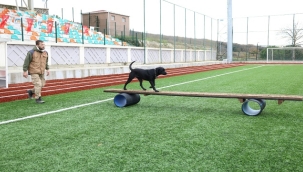 ARAMA KURTARMA KÖPEKLERİ HAKEM SEMİNERİ ÇEKMEKÖY'DE DÜZENLENDİ