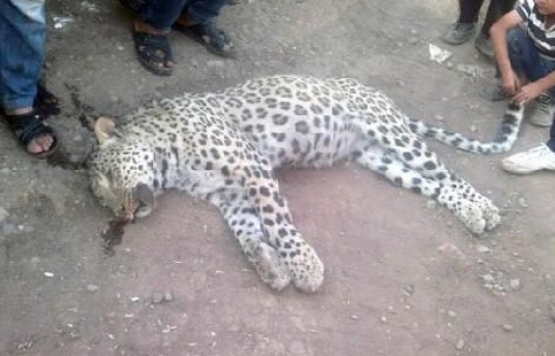 Öldürülen leoparın içi Beykozda doldurulacak