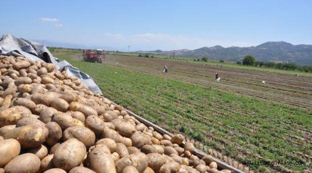 Suriye'den ithal edilen patateslerin analiz sertifikası var mı